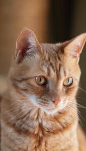 Info berita,Layanan PDAM,Kegiatan PDAM,gangguan layanan pdam,Berita PDAM,PERUMDA AMTS,PERUMDA AMTS Kabupaten Gianyar